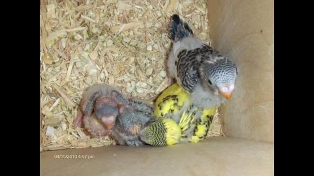 Budgie/Parakeet Hatchling To Fledgling(Pudgy And Lily's Clutches)