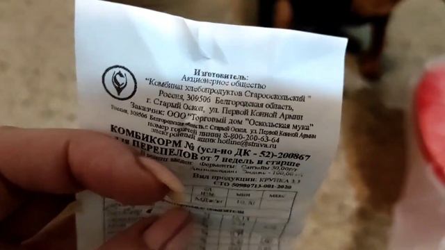 Не дала умереть с голоду своим птичкам. смотреть онлайн