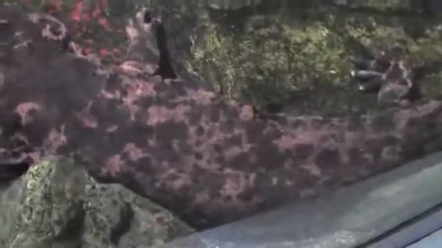 超S級危險生物巨大的魚水 смотреть онлайн