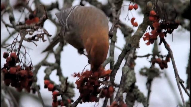 Pine Grosbeak in Uppsala (Tallbit/Pinicola enucleator) смотреть онлайн