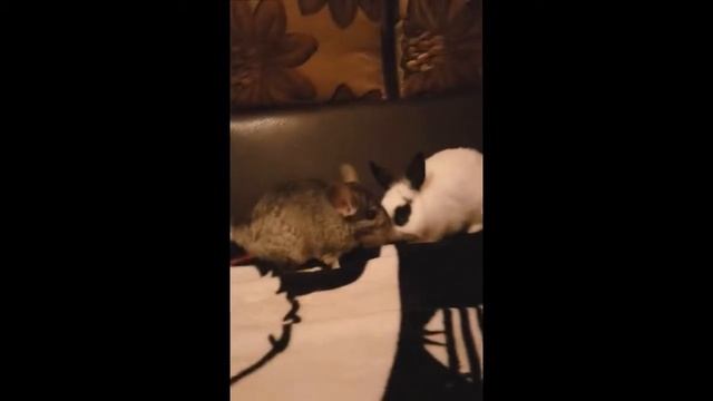 Chinchilla Vs Rabbit