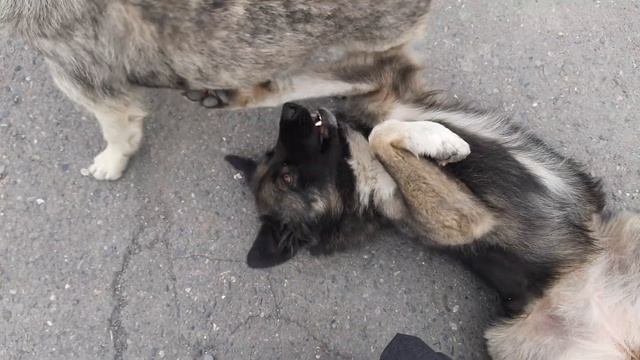 самые ленивые собаки смотреть онлайн