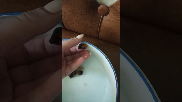 Малыши ретикулята Альбино. Уборка в контейнере. смотреть онлайн