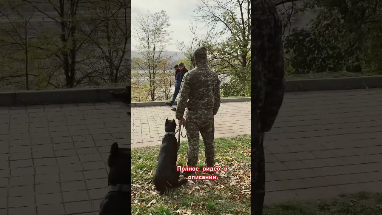 Кане-корсо Титан / Дрессировка в социуме смотреть онлайн