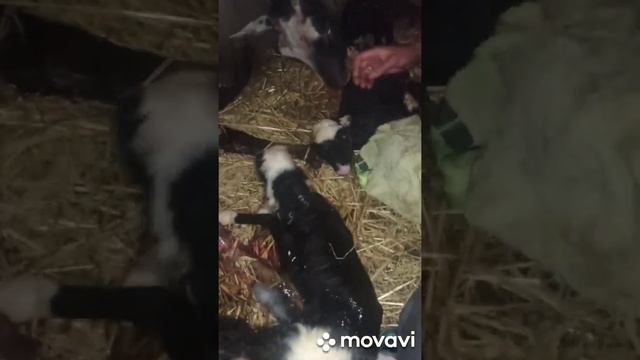 ДОМАШНЯ ФЕРМА КІЗ І ОВЕЦЬ.ДАЛМА.ОКІТ В 4-ро ЯГНЯТ#вівці #ягнята смотреть онлайн