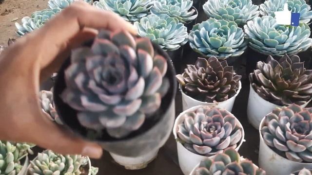 Nursery Visit | Buy Cheapest Succulents In Ramraj Nursery | Cheapest Succulents Variety In Delhi