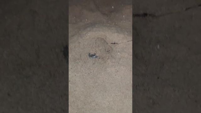 красти краб и боб ( не губка) смотреть онлайн