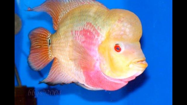 Beautiful FLOWER HORN FISH By Risk AQUARIUM FISH & SNAILS смотреть онлайн