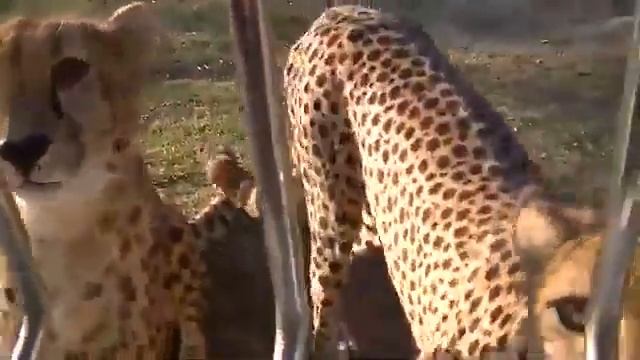 Гепард мыурлыкает / Cheetah meow and purr смотреть онлайн