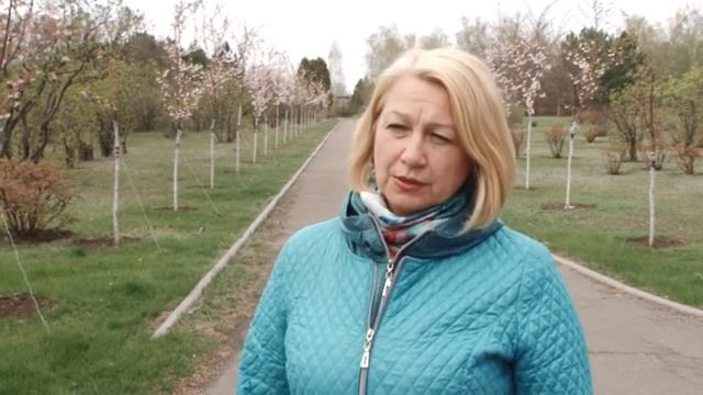 Цвіте сакура смотреть онлайн