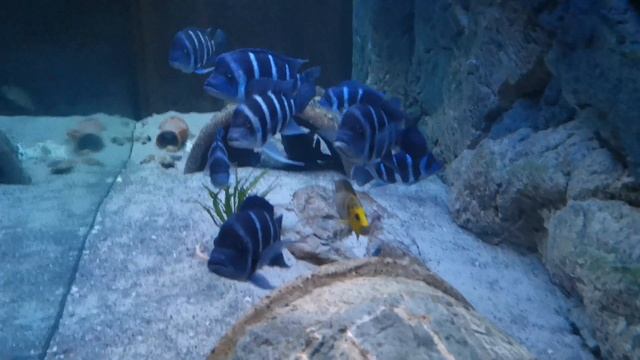 Frontosa blue Zaire Moba Wild Group. смотреть онлайн