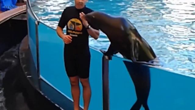 Funny Seals 😹 Funny And Cute Seals (Full) [Funny Pets]