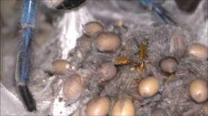 Monocentropus balfouri family