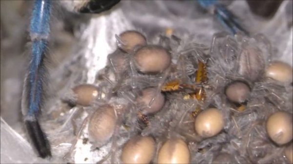 Monocentropus balfouri family