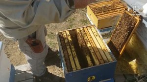 улей Рута работа корпусами