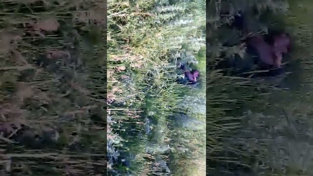 бой с коровой смотреть онлайн