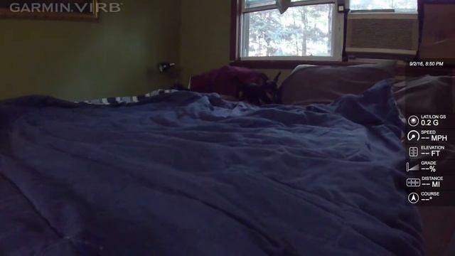 Boogie the parvo survivor, and our daily ritual смотреть онлайн