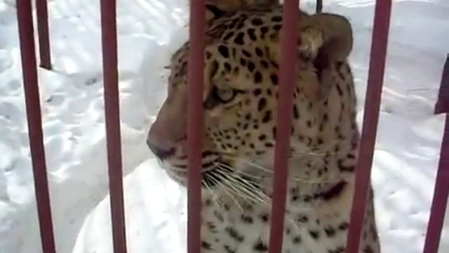 Прописал c правой/Tiger beat смотреть онлайн