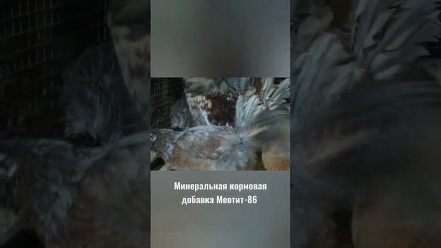 кальций для кур Меотит-86 смотреть онлайн
