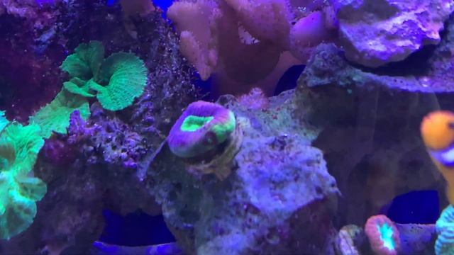 Actualización Acuario Marino Junio 2023 смотреть онлайн