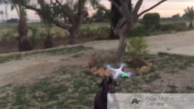 Drone attack dog!! Syma x5c slowmotion toyakosoft смотреть онлайн