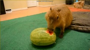 Капибара ест арбуз под ПАФОСНУЮ музыку