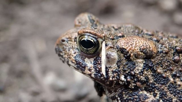 Anaxyrus fowleri (American Fowler's) toad смотреть онлайн