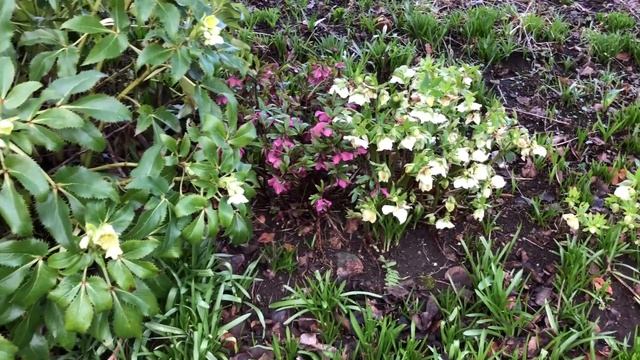 Several pieces of snowdrop & hellebore history figured out on our farm смотреть онлайн