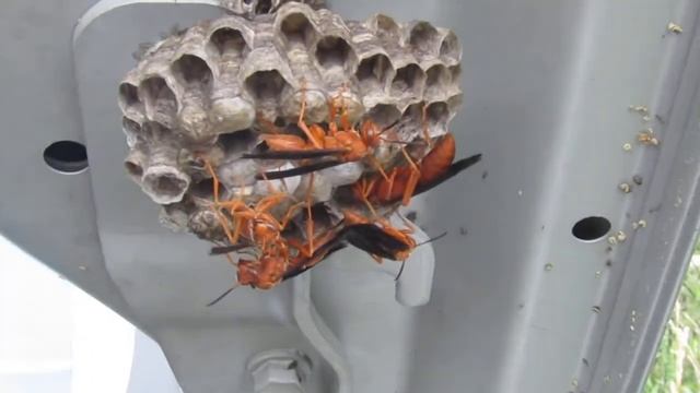 Two Polistes Rubiginosus (Mahogany wasp) nests built underneath a car hood. смотреть онлайн