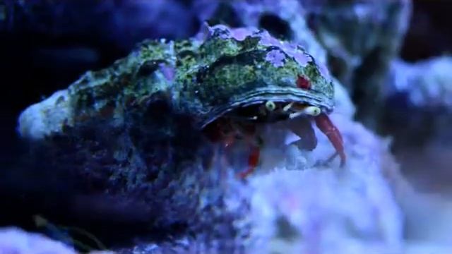Krab czerwononogi Paguristes cadenati Scarlet Reef Hermit Crab смотреть онлайн