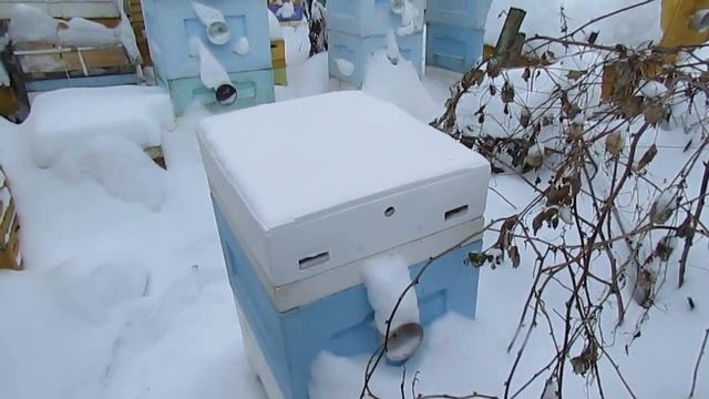 пчелы в декабре в улье биненхаус в одном корпусе с летком в потолке и закрытой сеткой смотреть онлайн