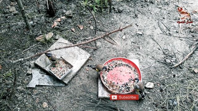 اشهر بتبتة لتحفيز الحسون على التغريد смотреть онлайн