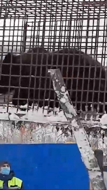 Медведь в Нижневартовске 4 смотреть онлайн