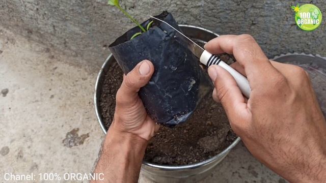 how to grow plums from seed/How to grow plums in a container or pot/Growing plums Trees From Seeds смотреть онлайн