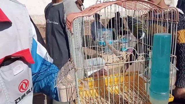 سوق القريعة الطيور تعرف على اثمنة جميع الطيور المغردة وزينة(59) смотреть онлайн