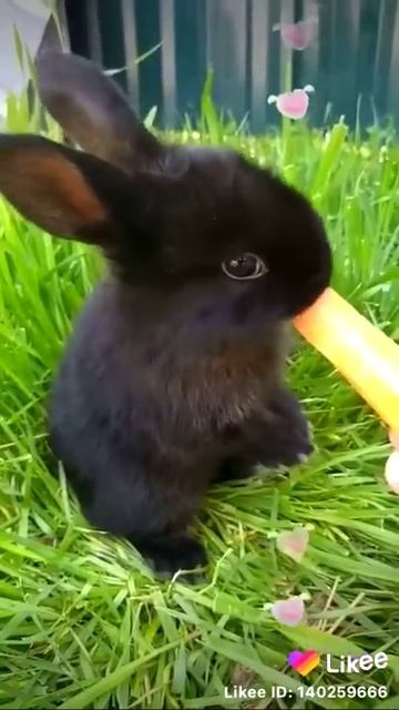 Милые кролики смотреть онлайн