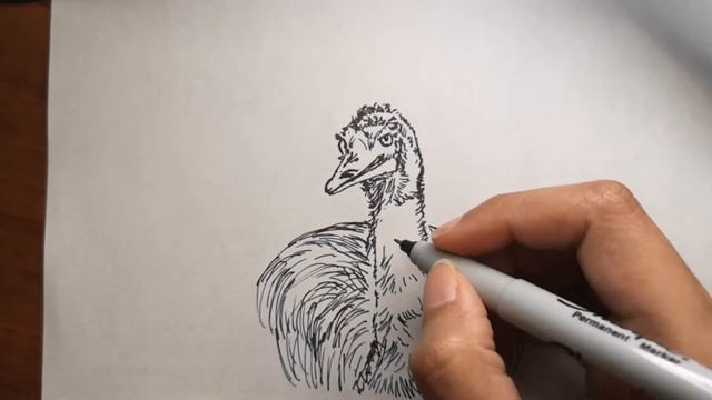 How To Draw An Emu Bird Step By Step For Beginners | Easy Bird Drawing Tutorial | Easy Drawing Idea смотреть онлайн