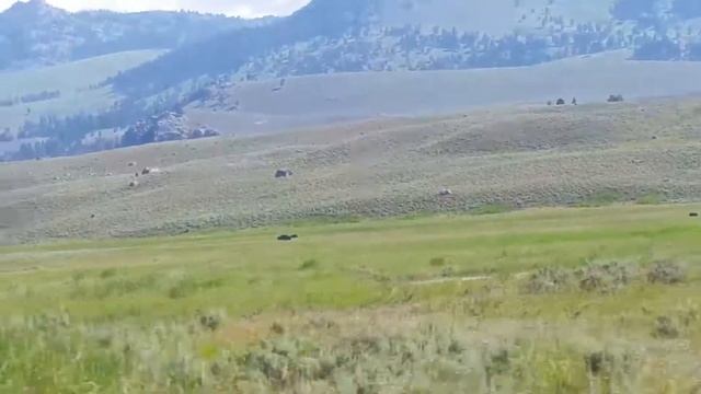 entering Yellowstone (bison) смотреть онлайн