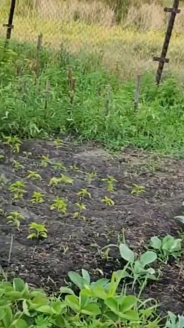 обзор огорода, садим всё!🤗🥦🥕🌶️🍅🌽🍆🧄🥔🥬🌻🌹 смотреть онлайн