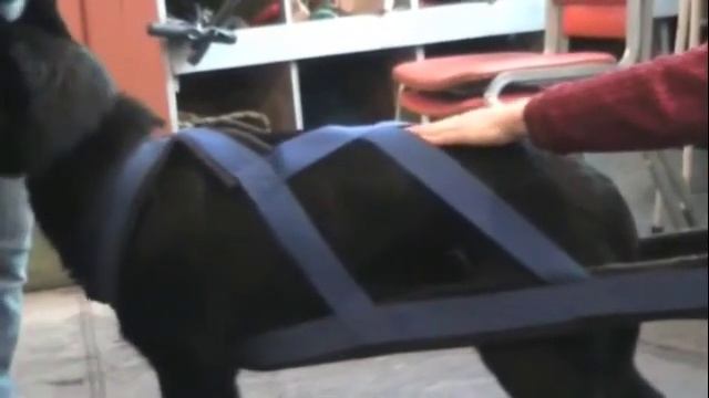 Properly Fitting a Harness (APDA Videocast Episode 2) смотреть онлайн