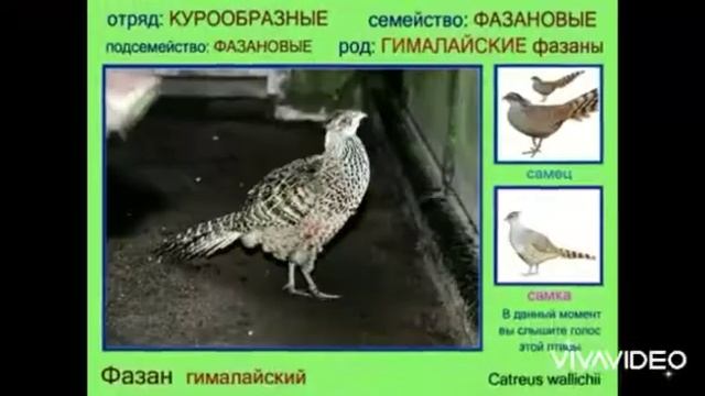 фазаны разные и самые интересные дикие смотреть онлайн