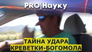 Тайна удара креветки-богомола