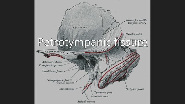Petrotympanic fissure смотреть онлайн
