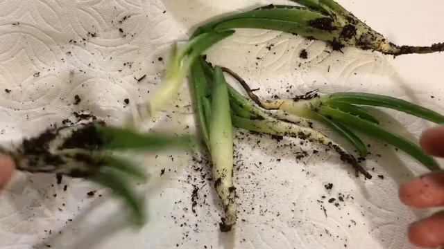 How to Transplant Aloe Babies смотреть онлайн