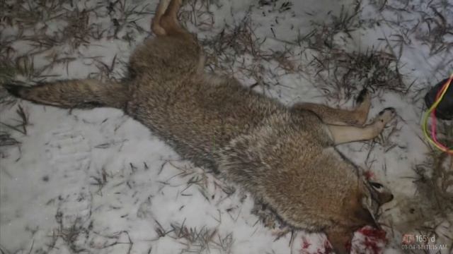 Last coyote of 2020. ATN 4K pro 5x20, Icotec night stalker, coyote cannon. смотреть онлайн