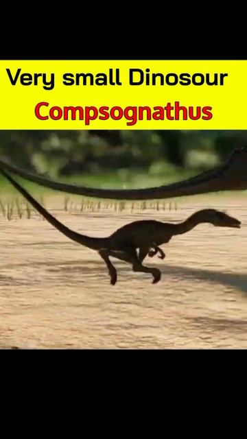 Very smallest dinosaur 😱/@#SomeThing Mysterious · 10m views/ सबसे छोटा डायनासोर / compsognathus .. смотреть онлайн