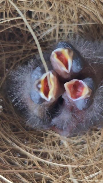 Picolet / Curio / Bull Finch / BullFinch / towa towa A.72 Faizel Soebratie смотреть онлайн