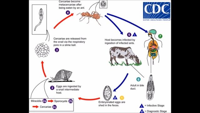 Dicrocoelium Dendriticum: The Lancet Liver Fluke