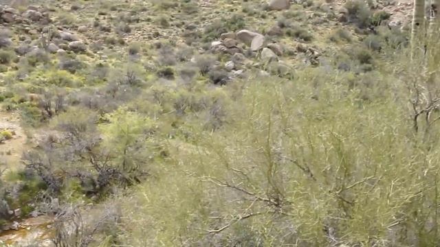 AZ Field Herping 4-11-2010 Hunt For The Rosy Boa Part 2 смотреть онлайн