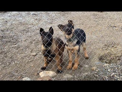 Щенки на прогулке! Немецкая овчарка,Малинуа,Доберман смотреть онлайн